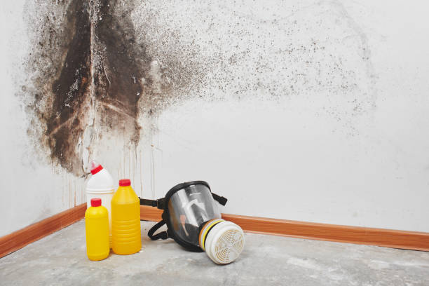 Best Home Mold Removal  in Pasatiempo, CA