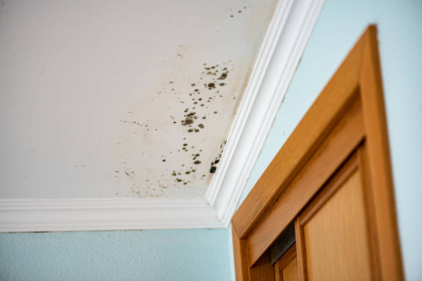 Best Local Mold Removal Service  in Pasatiempo, CA