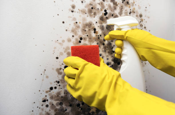 Best Mold Removal Near Me  in Pasatiempo, CA