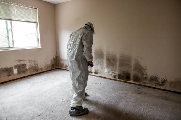 Best Attic Mold Removal  in Pasatiempo, CA