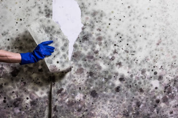 Best Same-Day Mold Removal  in Pasatiempo, CA